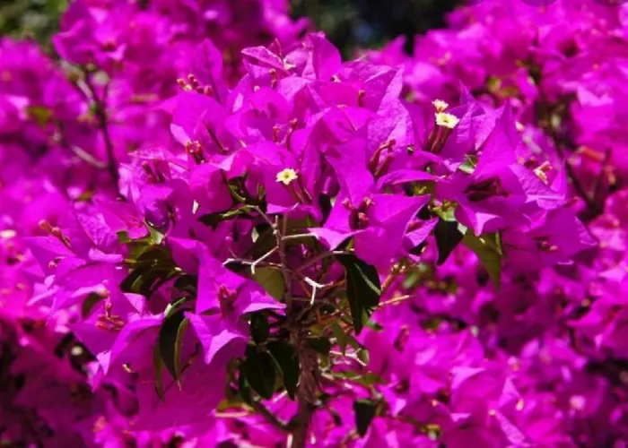 Luxury New !!! One And Only With Terrace & Free Bikes Διαμέρισμα *