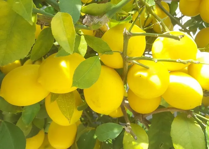 Luxury New !!! One And Only With Terrace & Free Bikes Διαμέρισμα